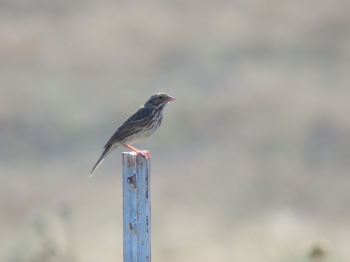 Savannah Sparrow - ML643190508