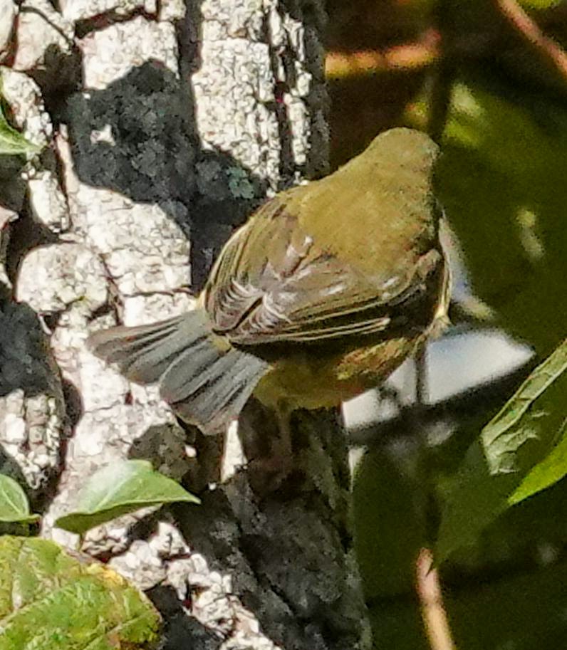 Black-throated Blue Warbler - ML643190515