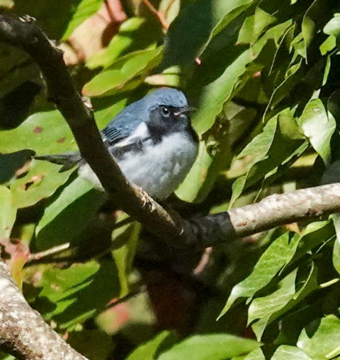 Black-throated Blue Warbler - ML643190516