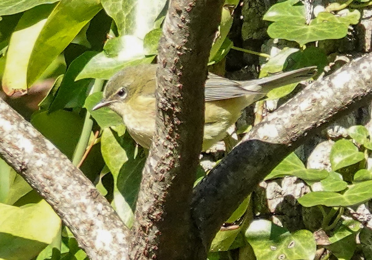 Black-throated Blue Warbler - ML643190517