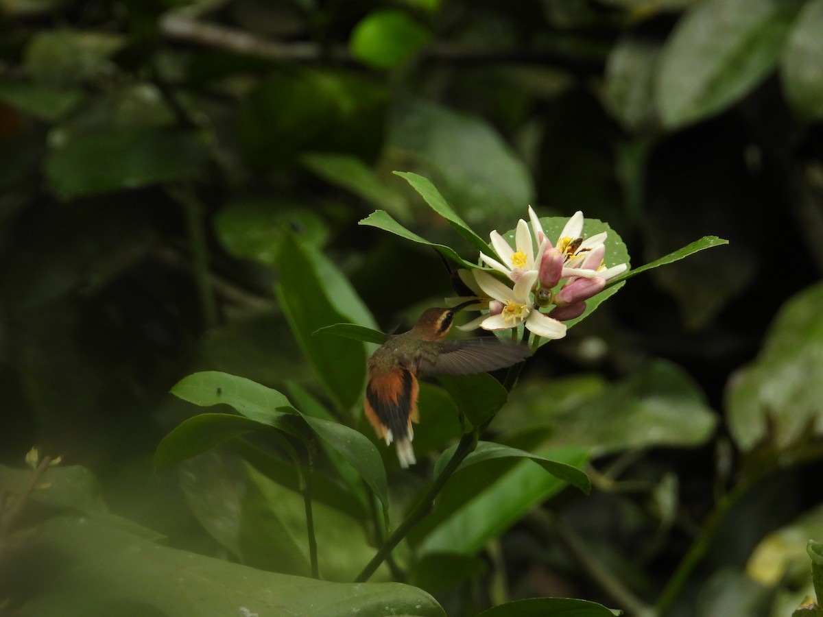Gray-chinned Hermit - ML643190520
