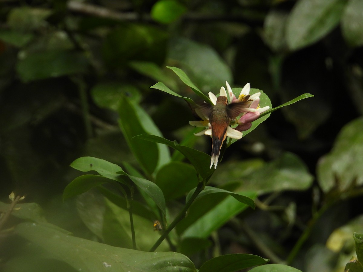 Gray-chinned Hermit - ML643190521