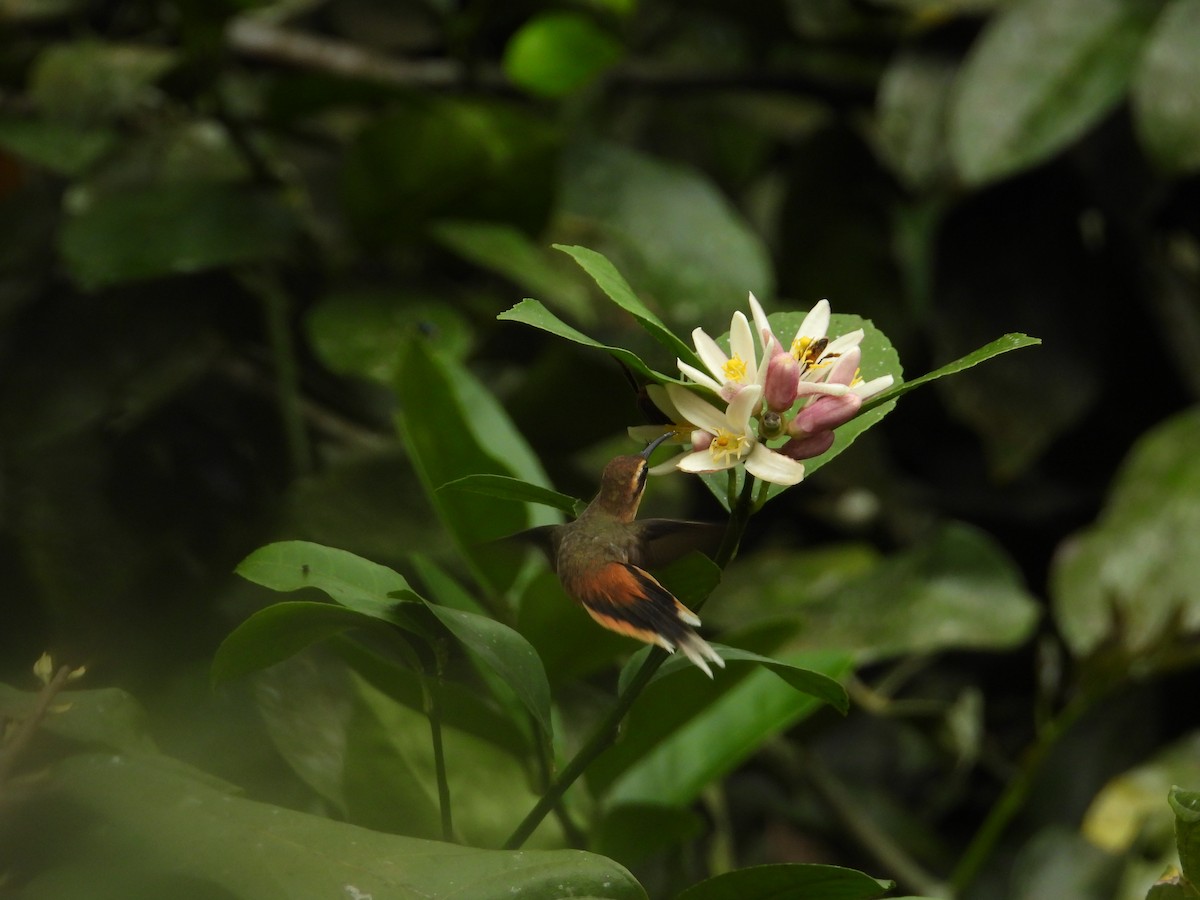Gray-chinned Hermit - ML643190522