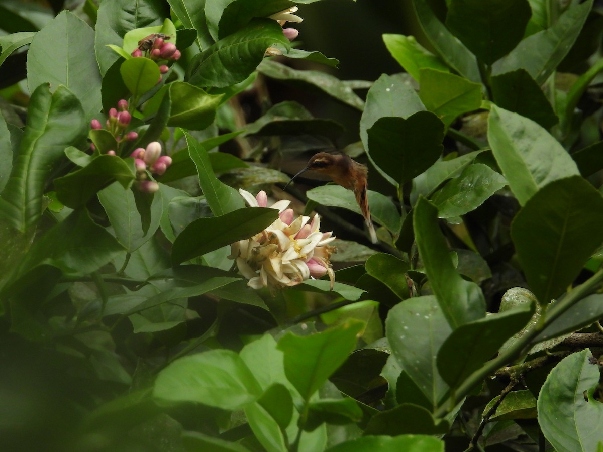 Gray-chinned Hermit - ML643190524