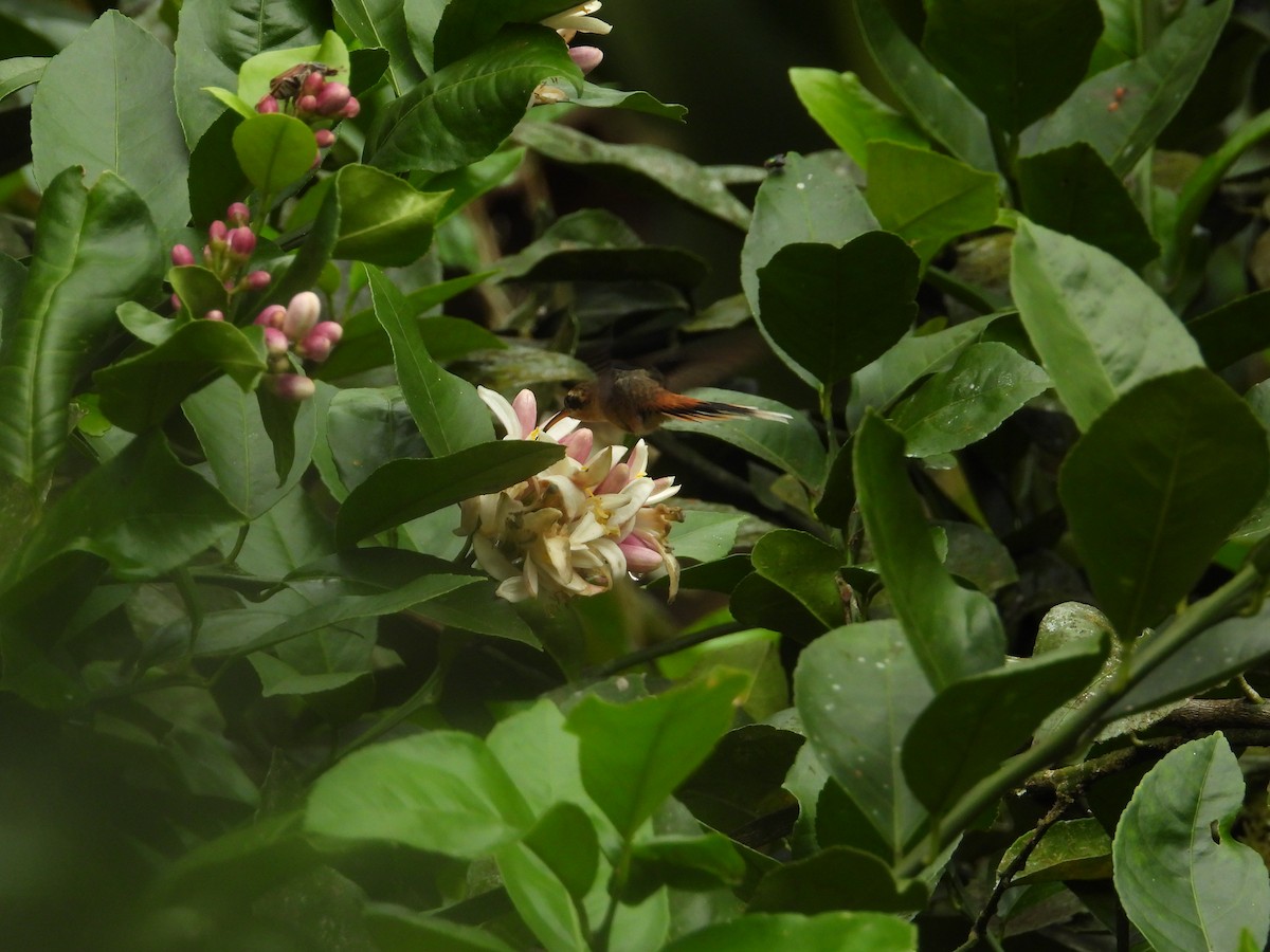 Gray-chinned Hermit - ML643190525