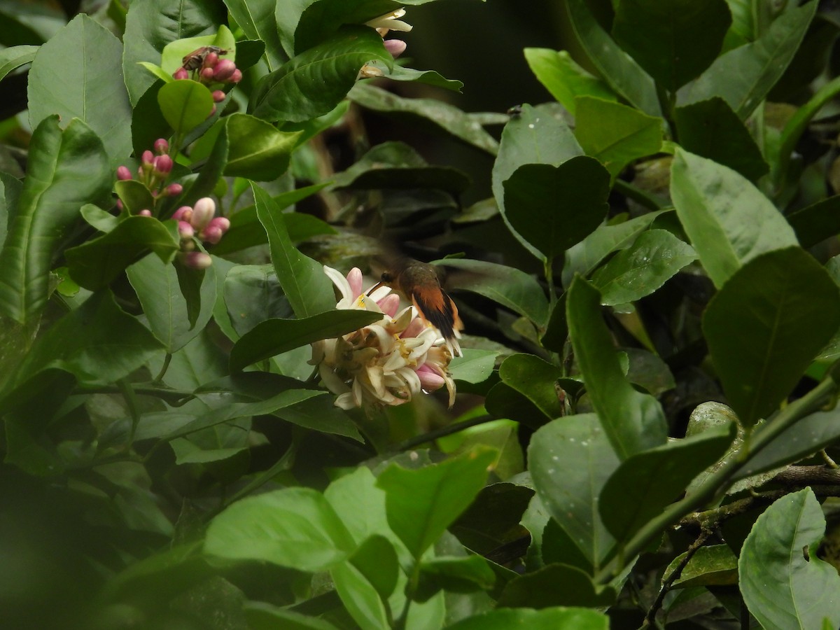 Gray-chinned Hermit - ML643190526