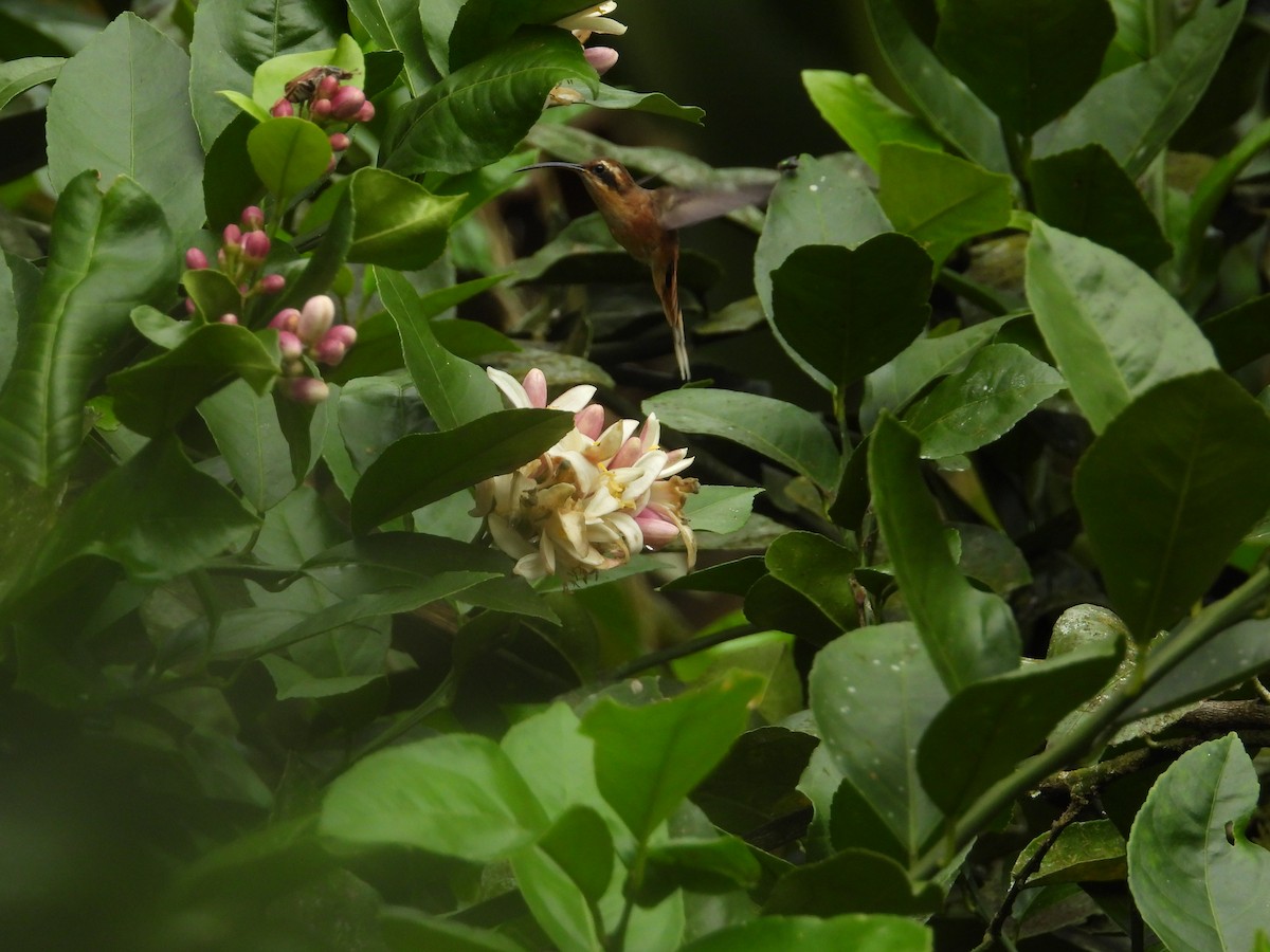 Gray-chinned Hermit - ML643190527