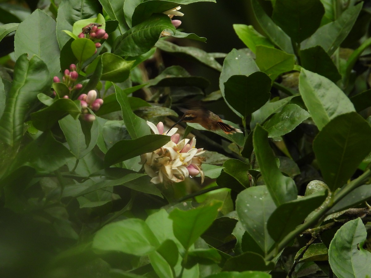 Gray-chinned Hermit - ML643190528