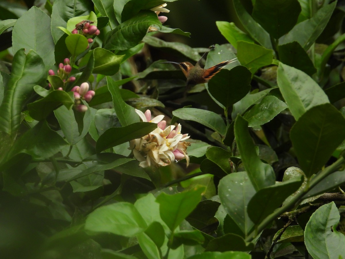 Gray-chinned Hermit - ML643190529