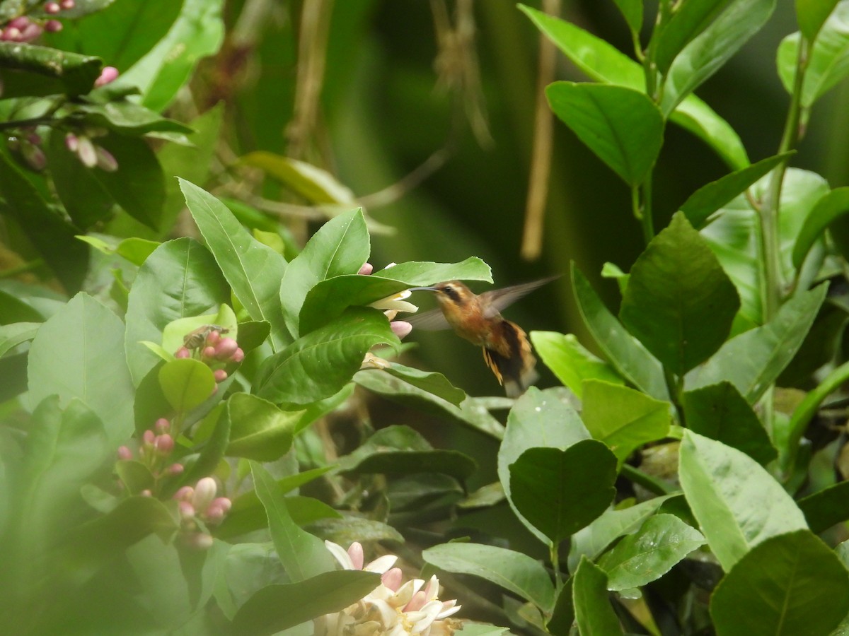Gray-chinned Hermit - ML643190531