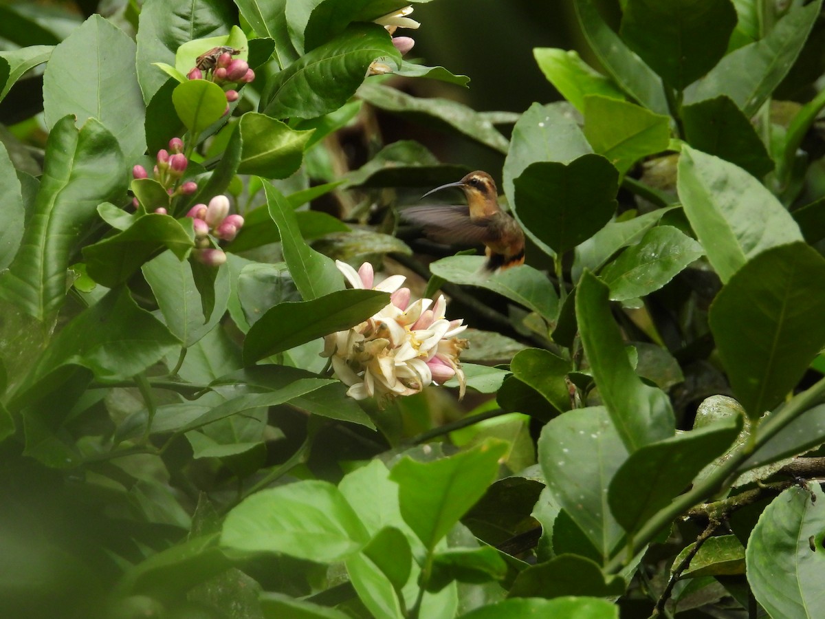 Gray-chinned Hermit - ML643190533