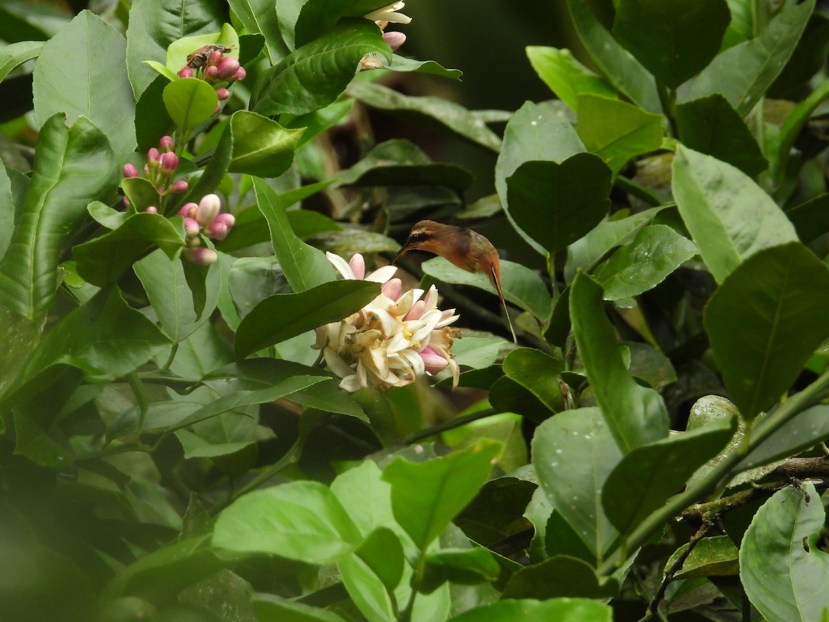 Gray-chinned Hermit - ML643190534
