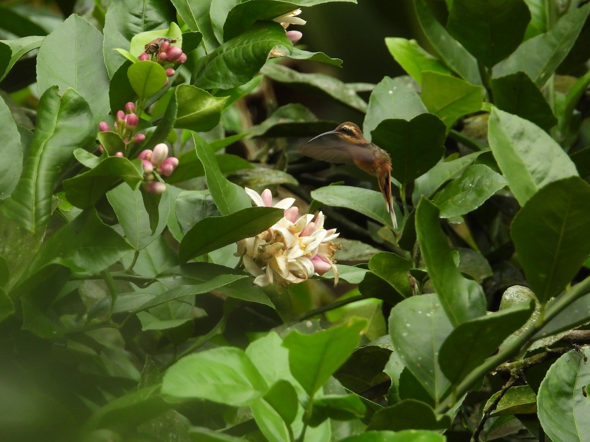 Gray-chinned Hermit - ML643190535