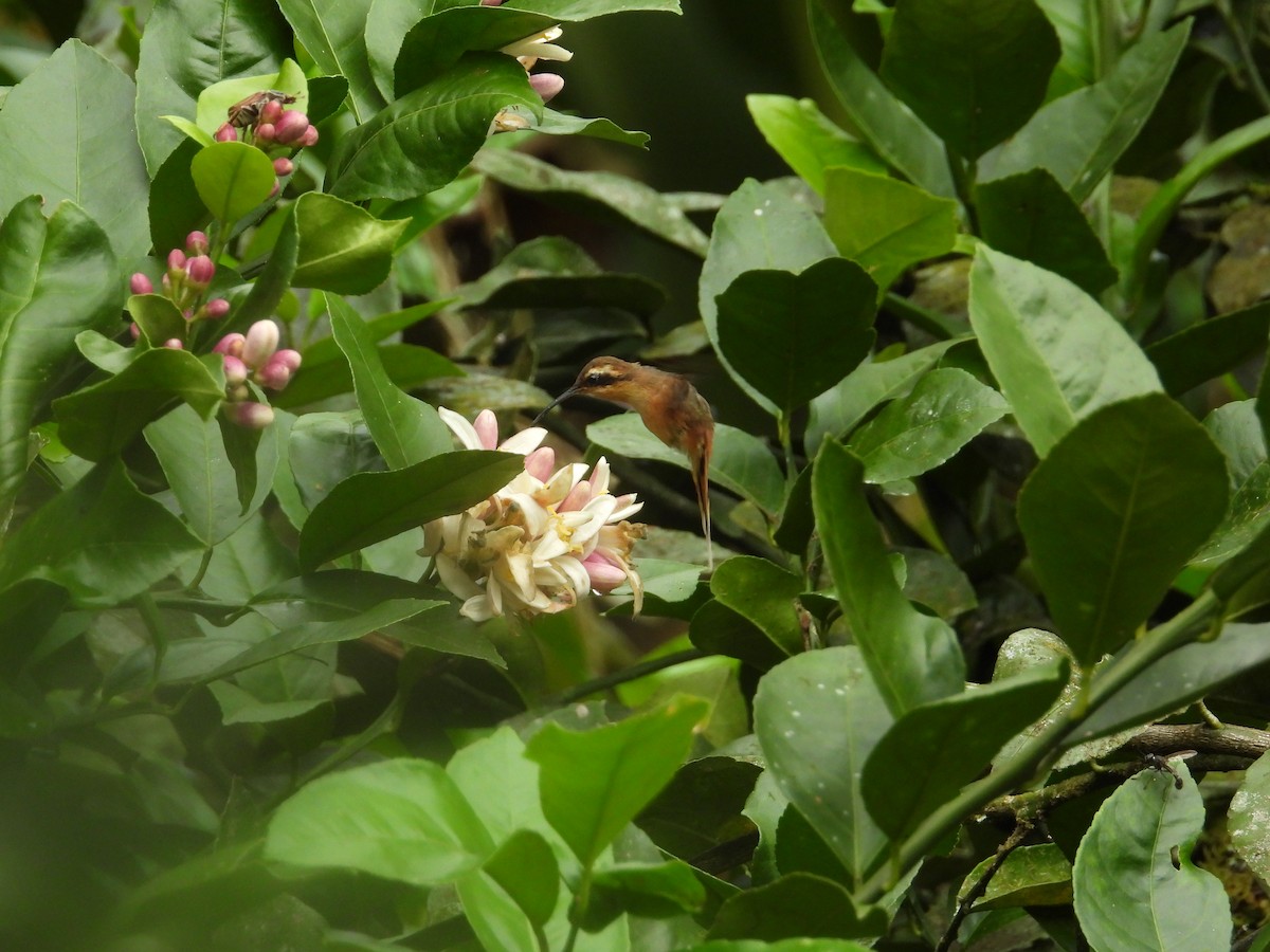 Gray-chinned Hermit - ML643190536