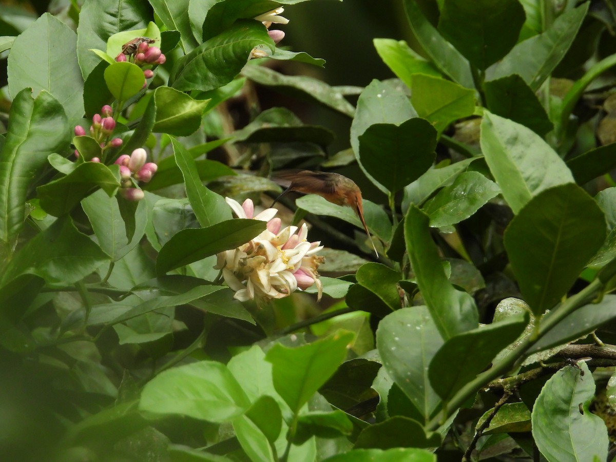 Gray-chinned Hermit - ML643190537