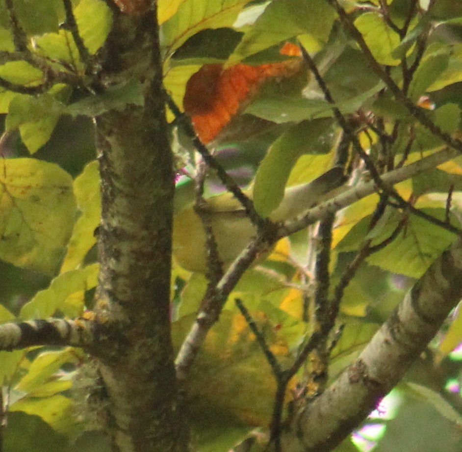 møllparula - ML643190546
