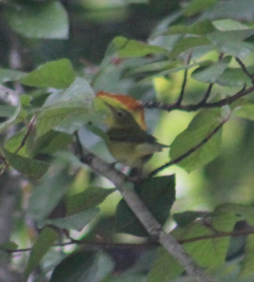 møllparula - ML643190549