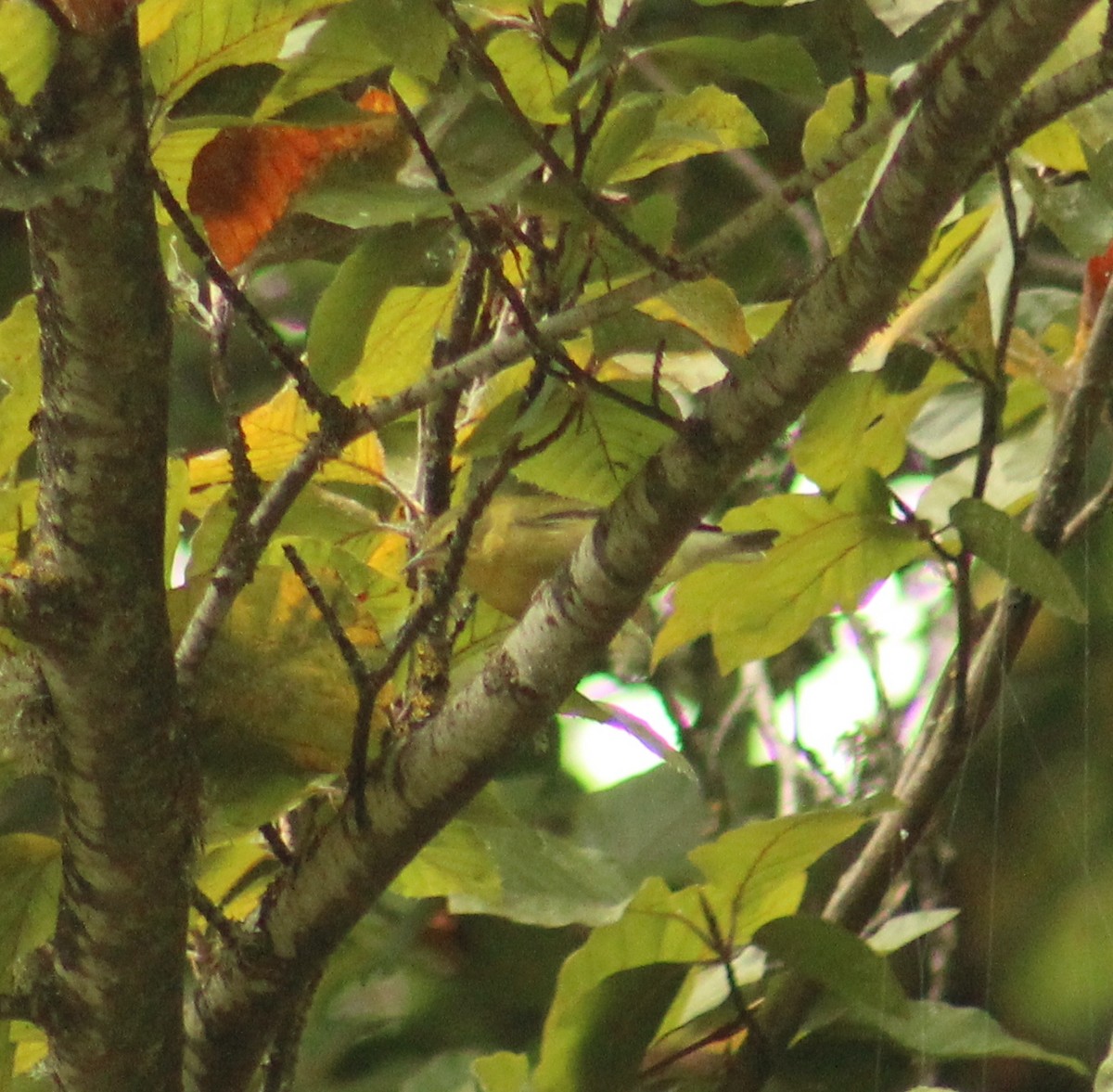 møllparula - ML643190550