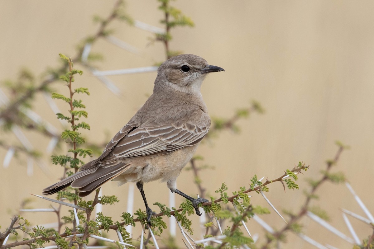 Chat Flycatcher - ML643190555