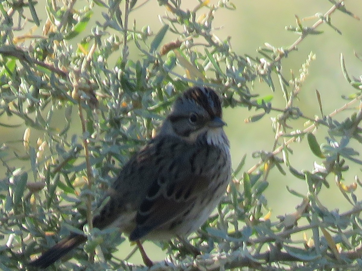 Lincoln's Sparrow - ML643190556