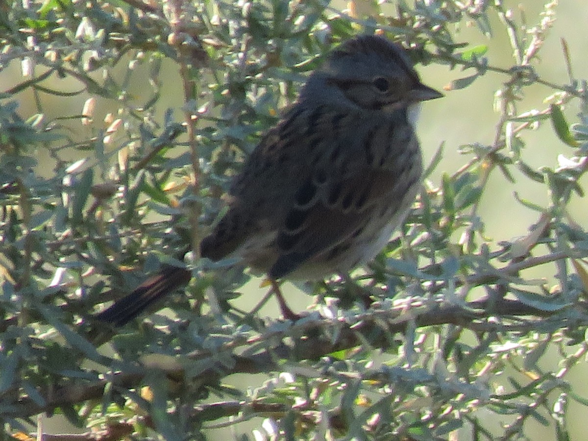 Lincoln's Sparrow - ML643190557
