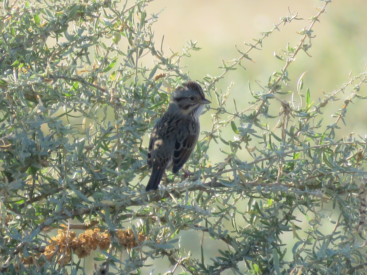 Lincoln's Sparrow - ML643190558