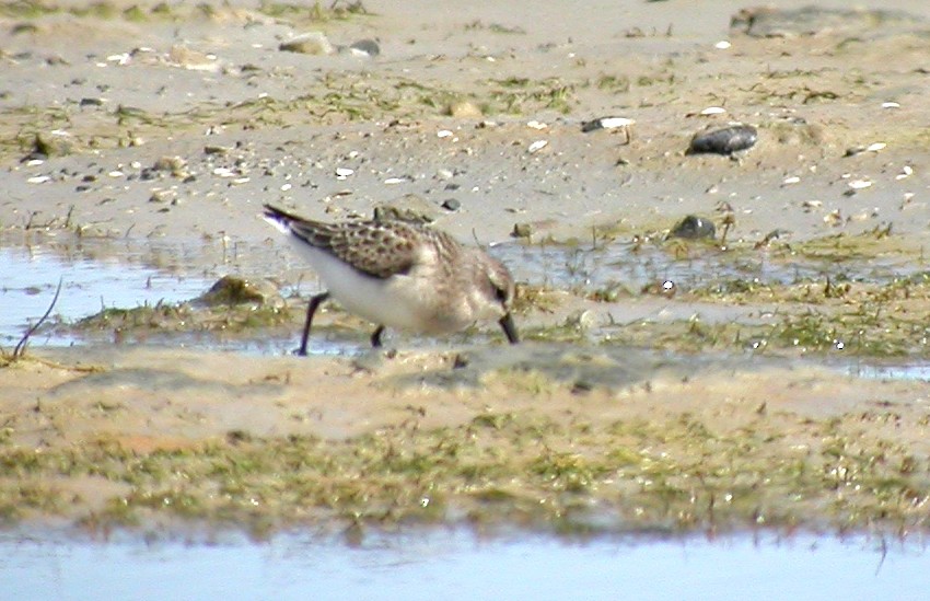 Semipalmated Sandpiper - ML643190568