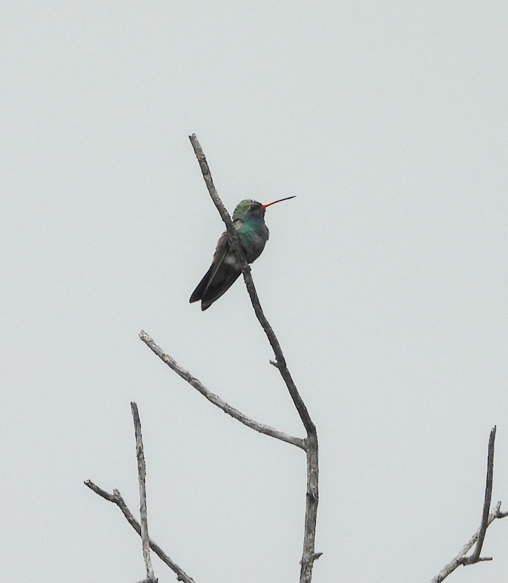 brednebbkolibri - ML643190578
