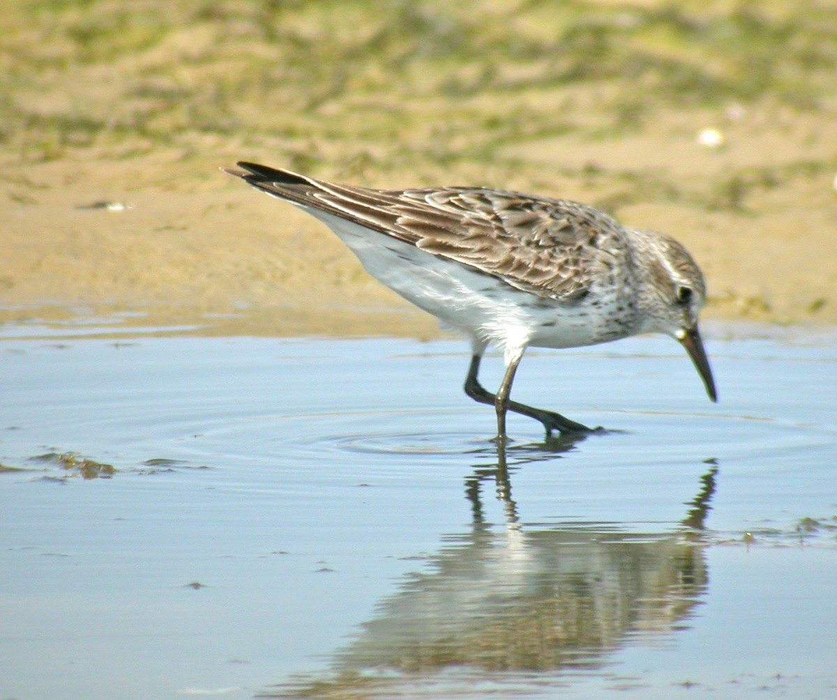White-rumped Sandpiper - ML643190580