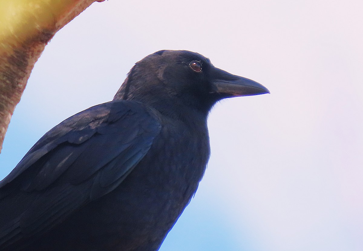 American Crow - ML643190594