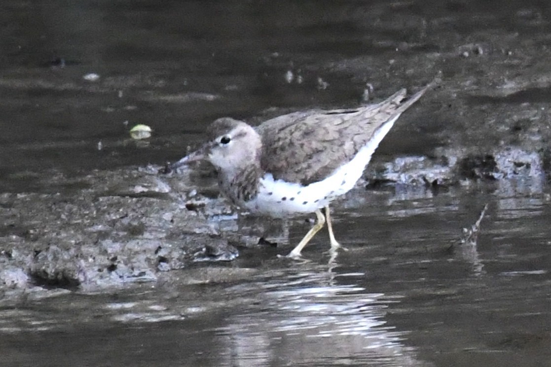 Spotted Sandpiper - ML643190606