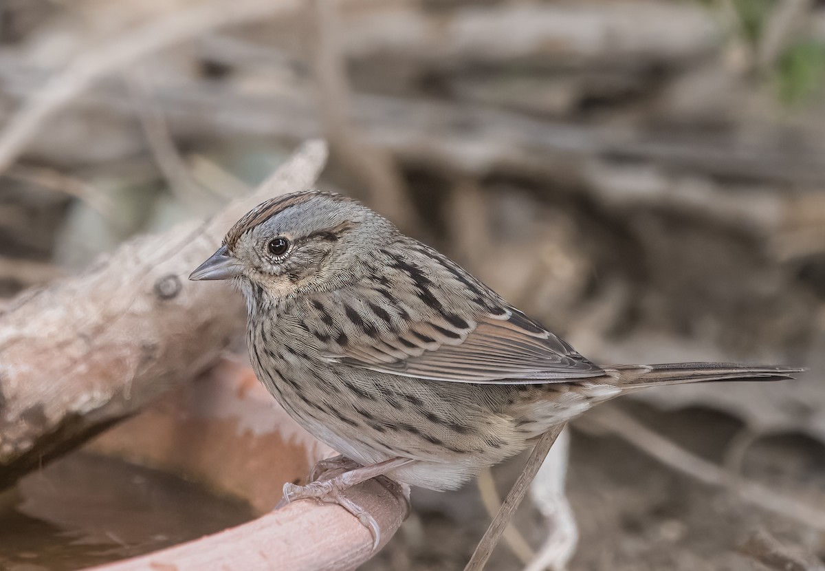 Lincoln's Sparrow - ML643190657