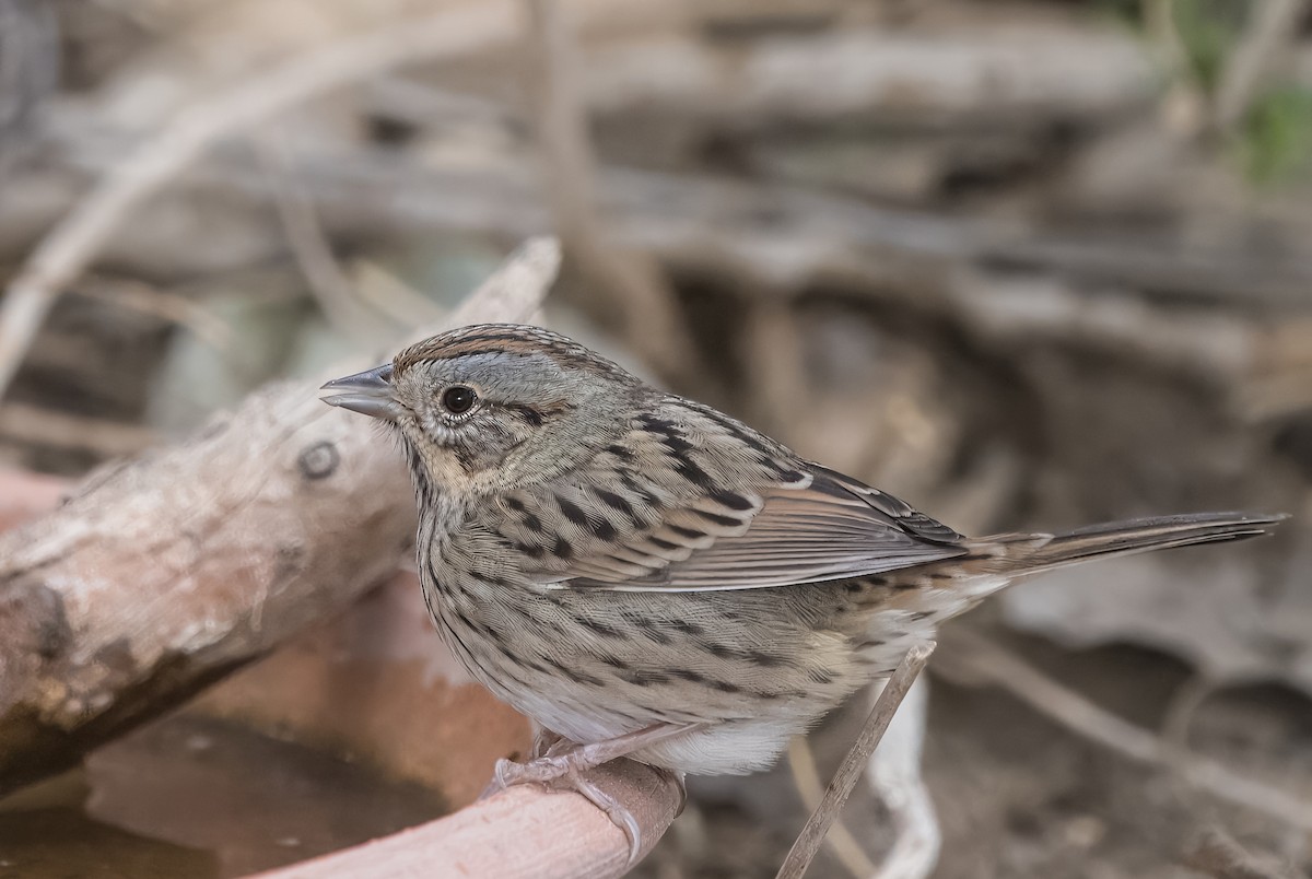 Lincoln's Sparrow - ML643190658