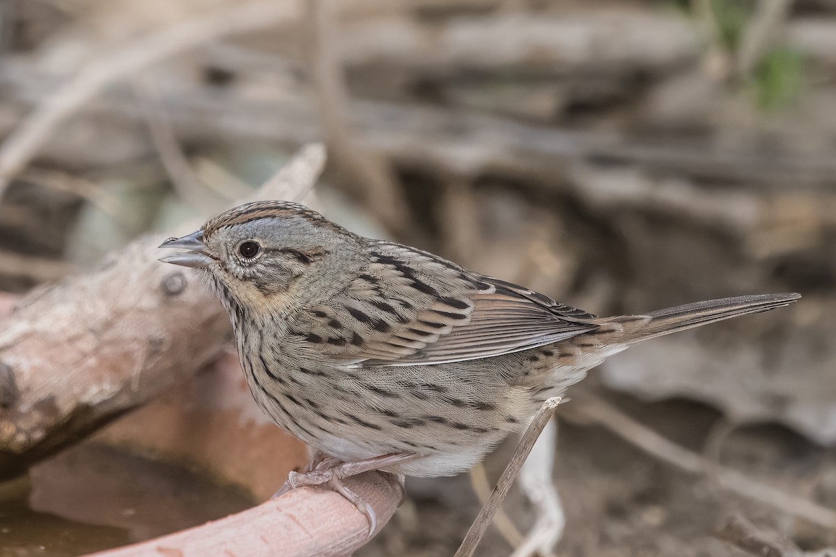 Lincoln's Sparrow - ML643190659