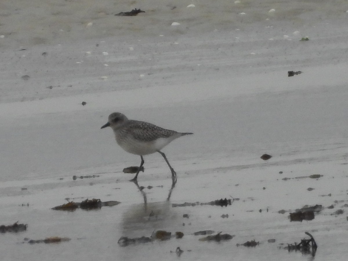 Black-bellied Plover - ML643190664
