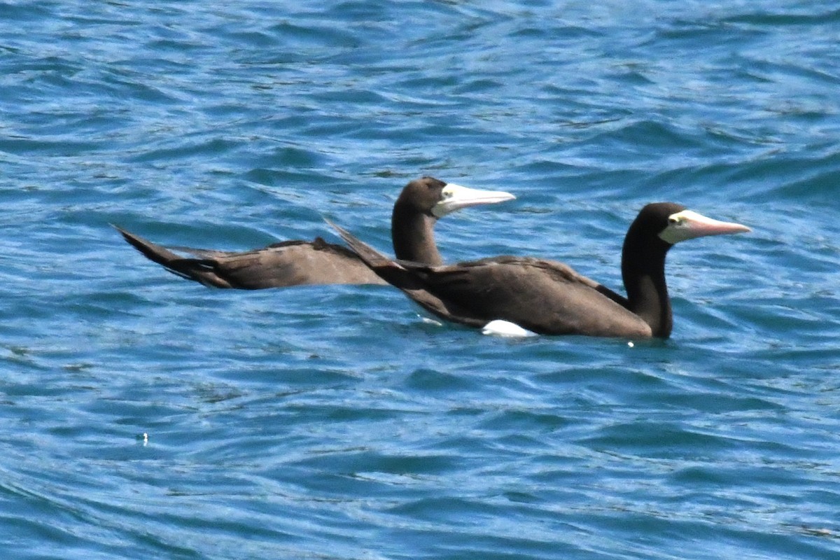 Brown Booby - ML643190666