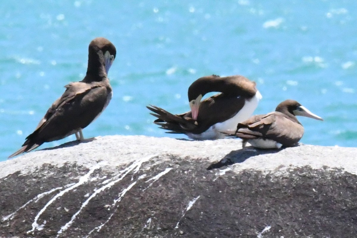 Brown Booby - ML643190670