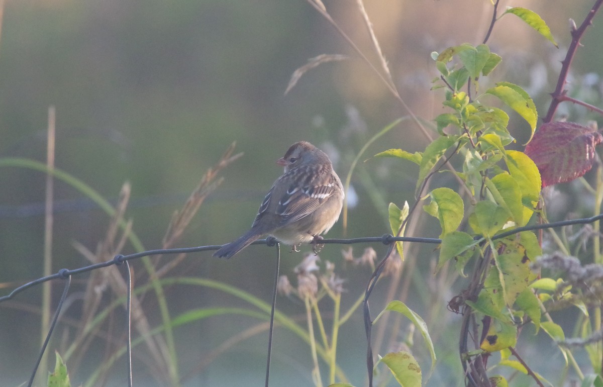 White-crowned Sparrow - ML643190688