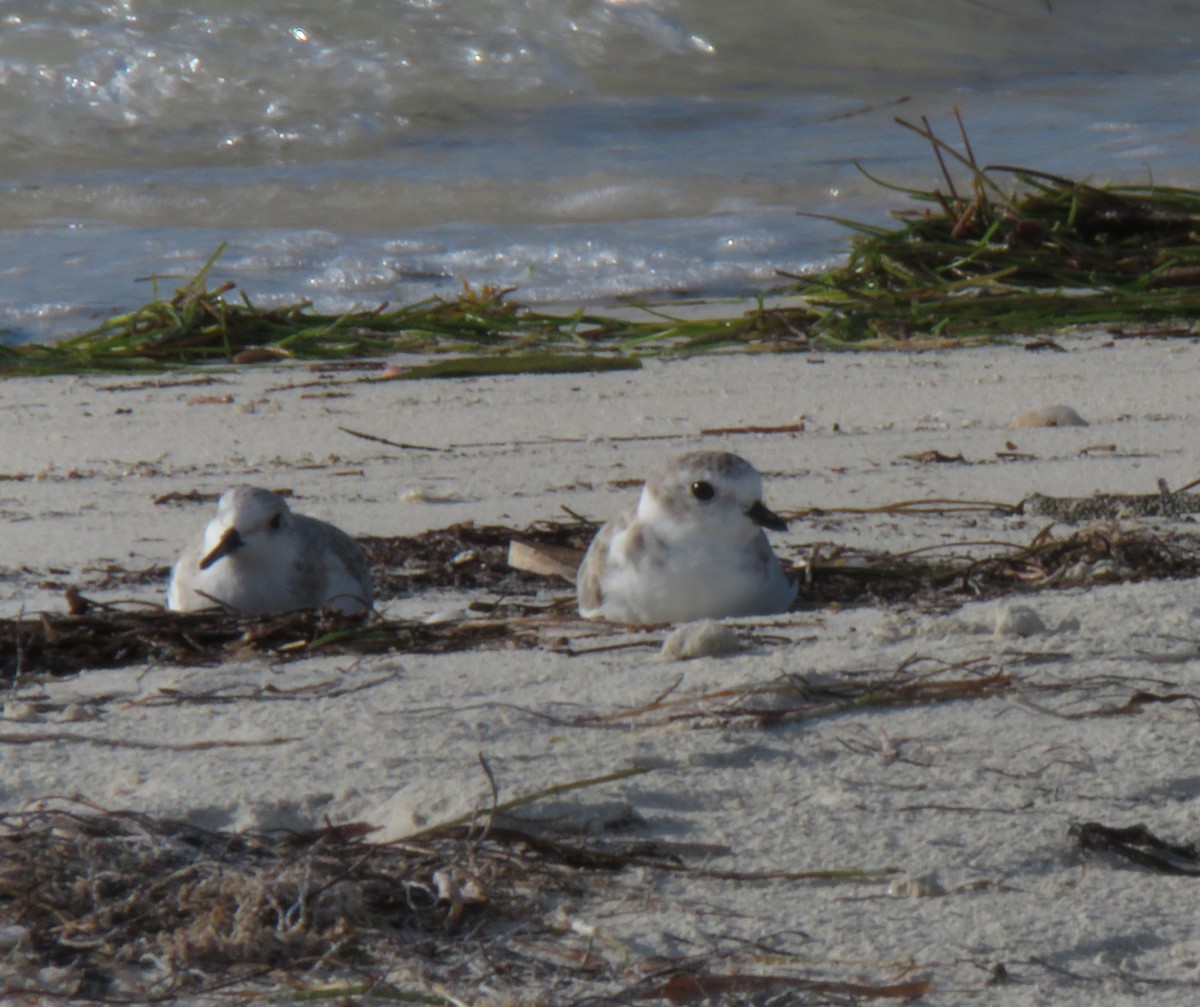 Piping Plover - ML643190689