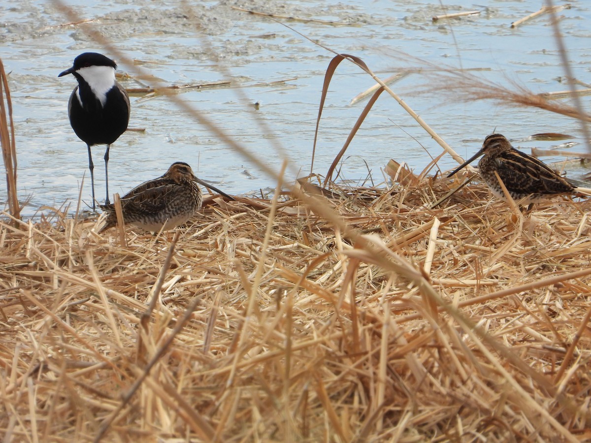 Common Snipe - ML643190721