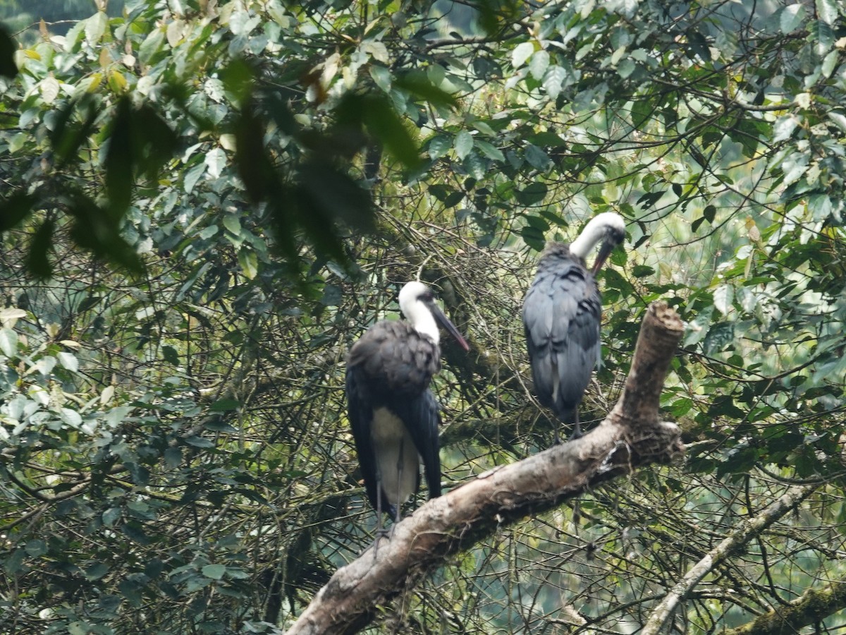 African Woolly-necked Stork - ML643190736