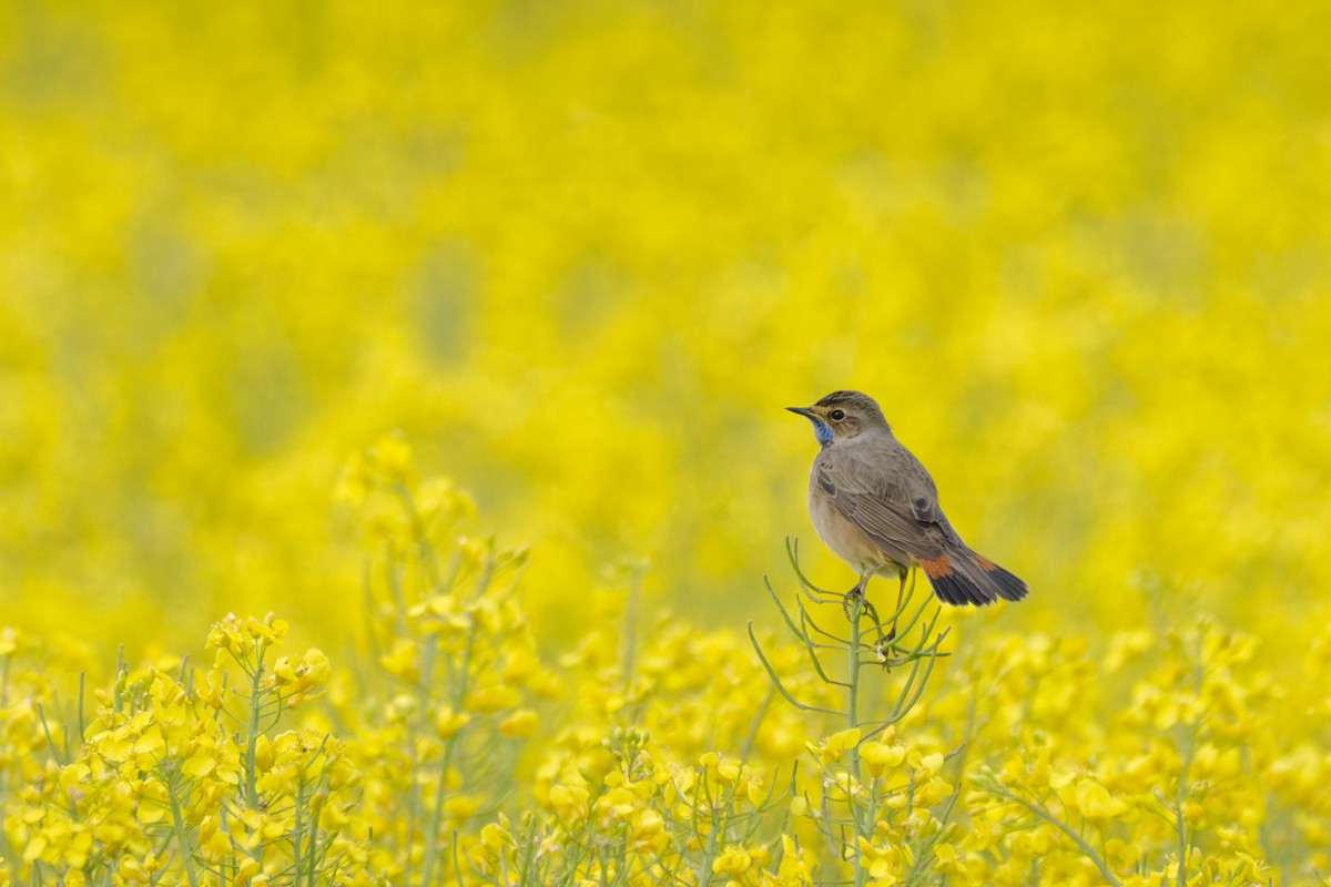 Bluethroat - ML643190739