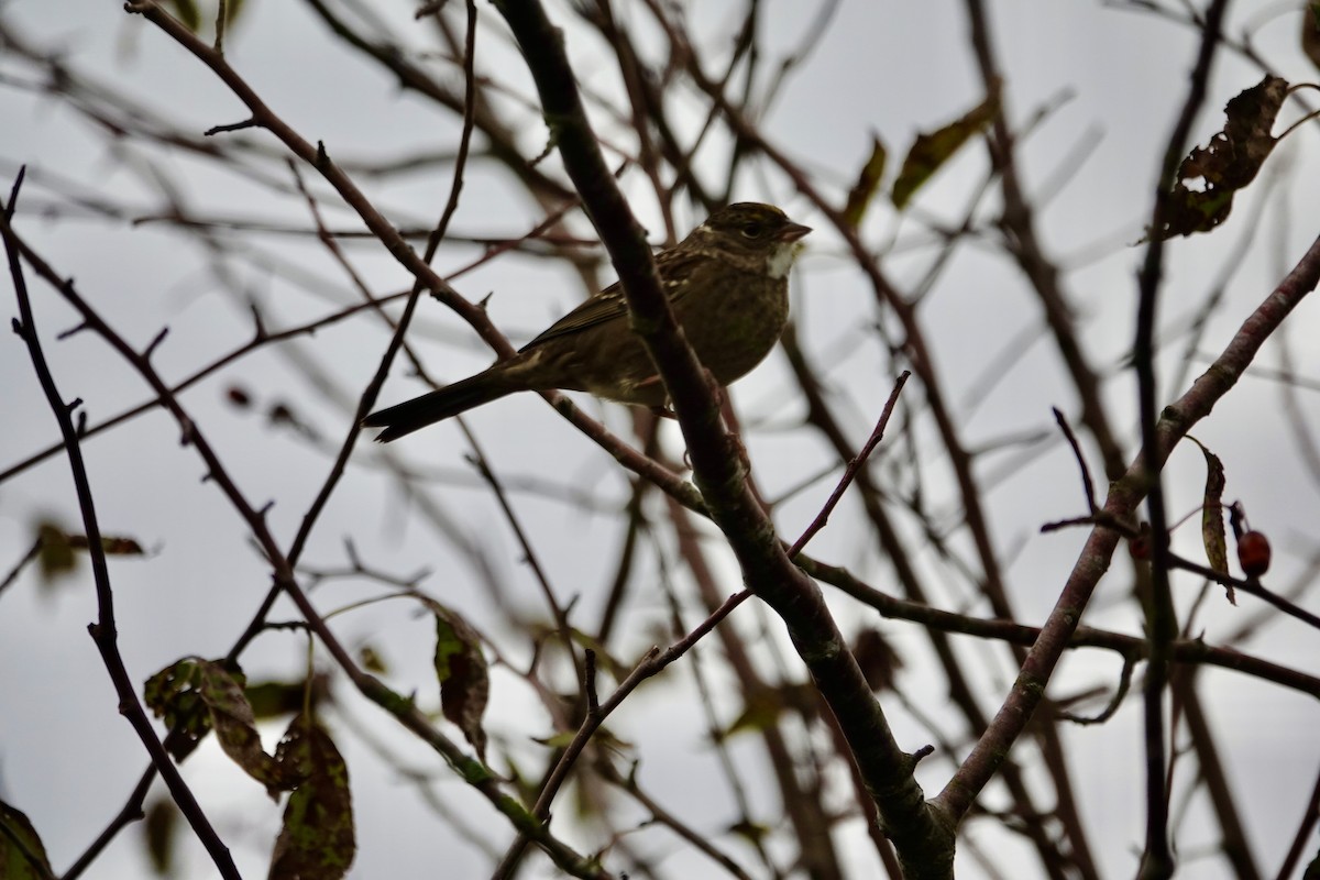 Golden-crowned Sparrow - ML643190744