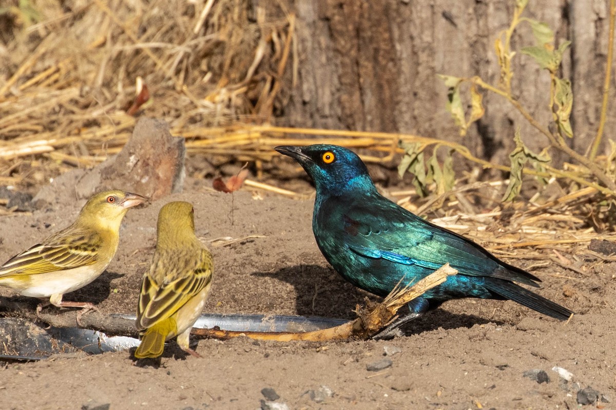 Cape Starling - ML643190745