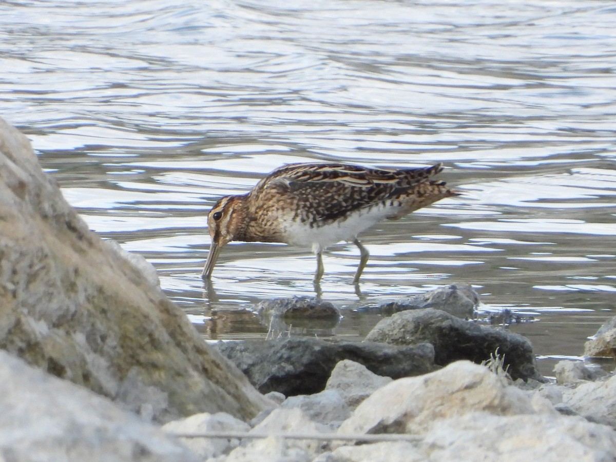 Common Snipe - ML643190761