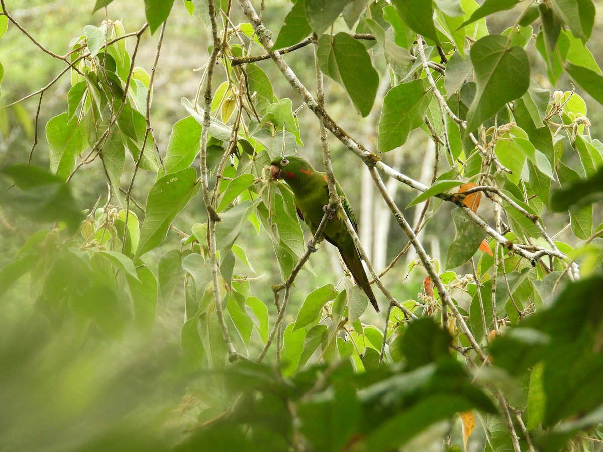 Conure pavouane - ML643190764