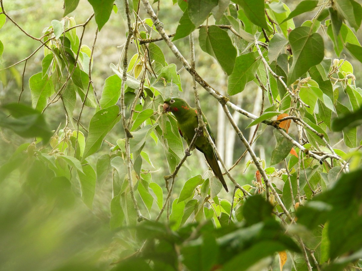 Conure pavouane - ML643190765