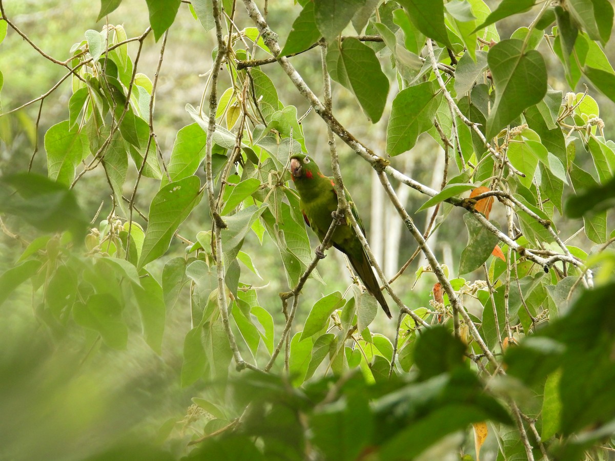 Conure pavouane - ML643190766