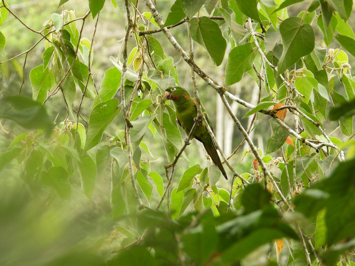 Conure pavouane - ML643190767
