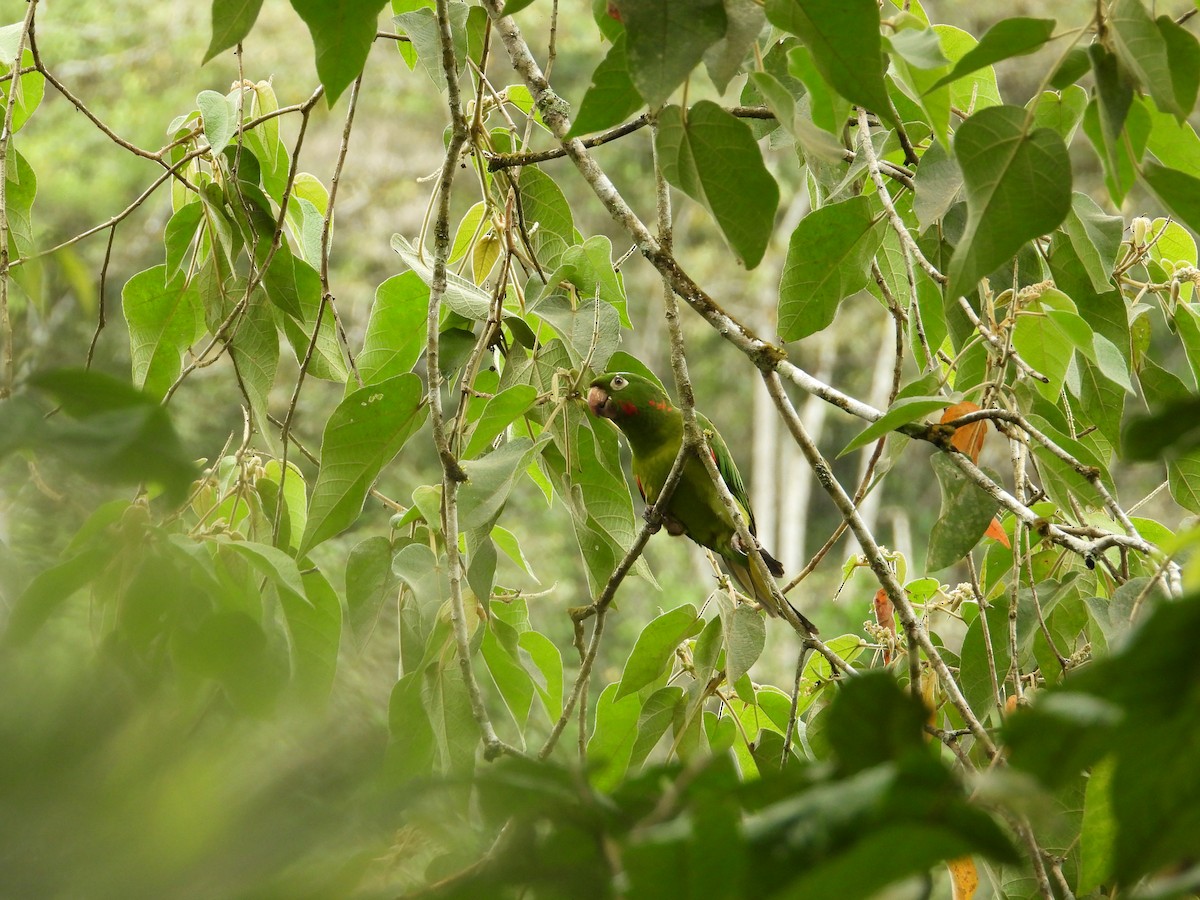Conure pavouane - ML643190768